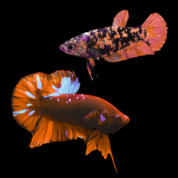 Premium Betta Pair Male & Female Avatar Red Base 3cm - Real Aquatics