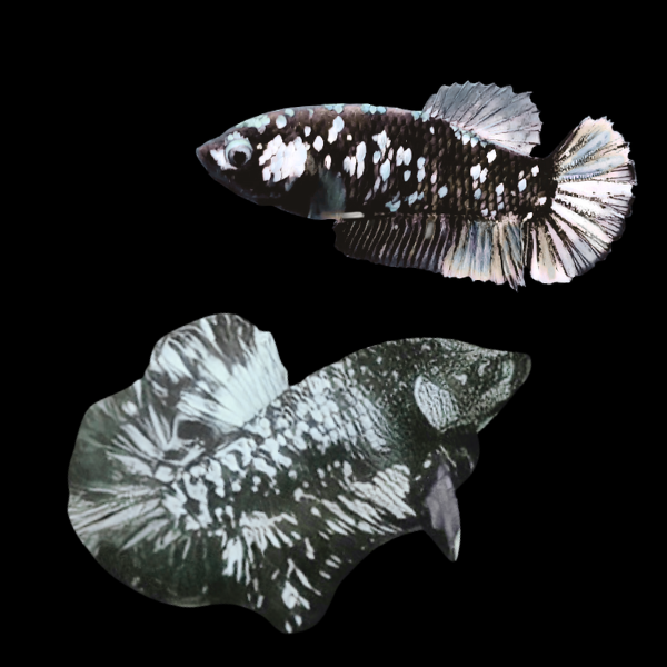 Premium Betta Pair Male & Female Avatar Silver Base 3cm - Real Aquatics
