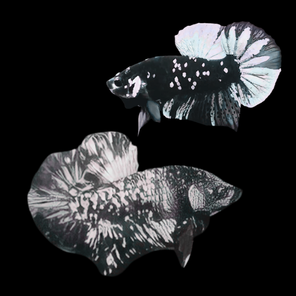 Premium Betta Pair Male & Female Avatar White Base 3cm - Real Aquatics