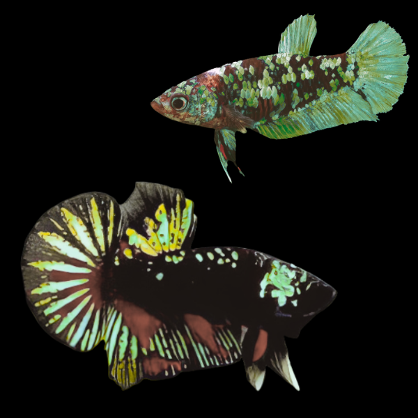 Premium Betta Pair Male & Female Avatar Wild Colour 3cm - Real Aquatics