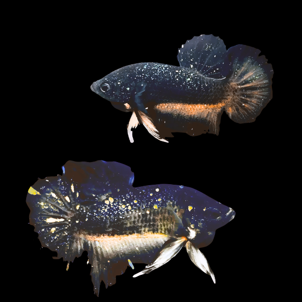 Premium Betta Pair Male & Female Avatar Yellow Base 3cm - Real Aquatics