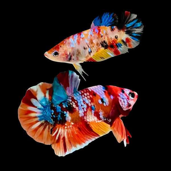 Premium Betta Pair Male & Female Double Tail Galaxy 3cm - Real Aquatics