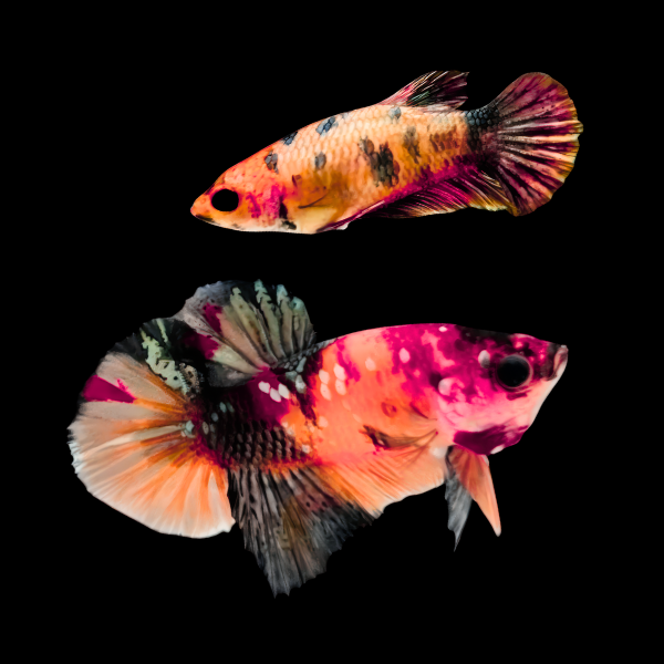 Premium Betta Pair Male & Female Double Tail Nemo 3cm - Real Aquatics
