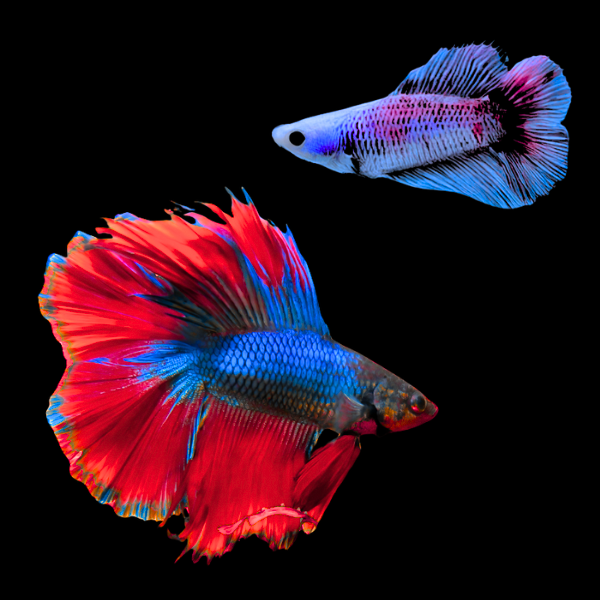 Premium Betta Pair Male & Female Double Tail Red & Blue Based 3cm - Real Aquatics
