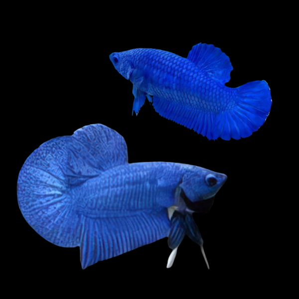 Premium Betta Pair Male & Female Hellboy Blue 3cm