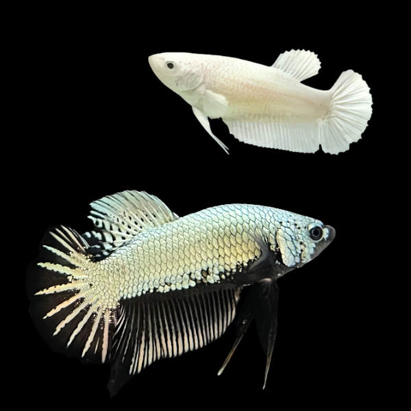 Premium Betta Pair Male & Female Samurai White 3cm