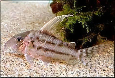 Pretty Corydoras Pulcher 4cm Catfish - Real Aquatics