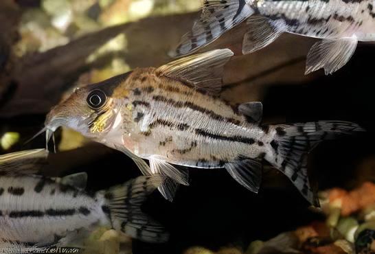 Pretty Corydoras Pulcher 4cm Catfish - Real Aquatics