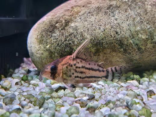 Pretty Corydoras Pulcher 4cm Catfish - Real Aquatics