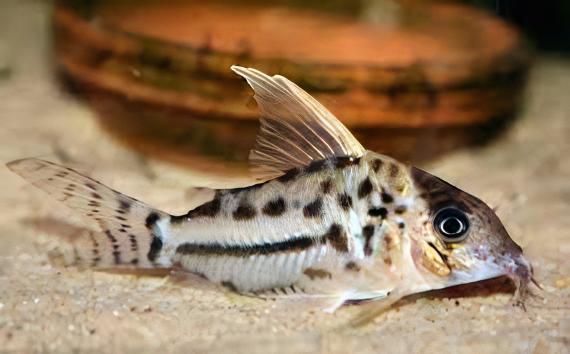 Pretty Corydoras Pulcher 4cm Catfish - Real Aquatics