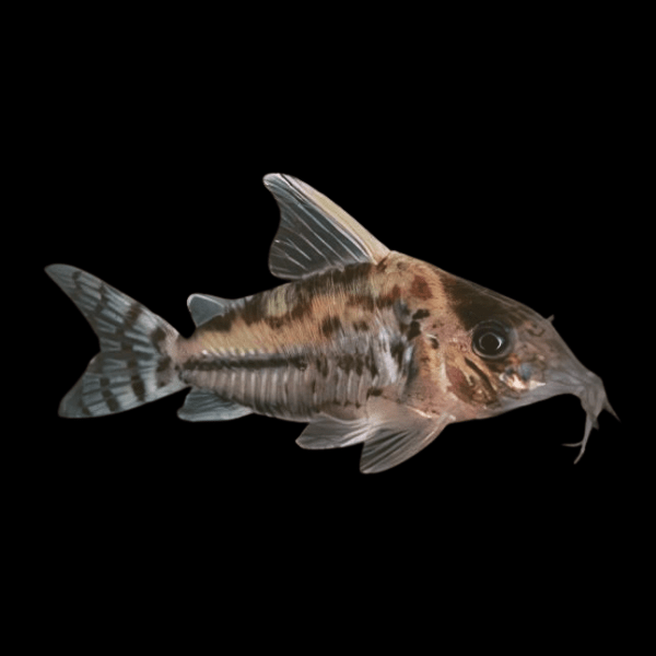 Pretty Corydoras Pulcher 4cm Catfish - Real Aquatics