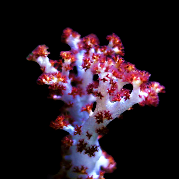Prickly Soft Coral Dendronephthya Sp - Real Aquatics