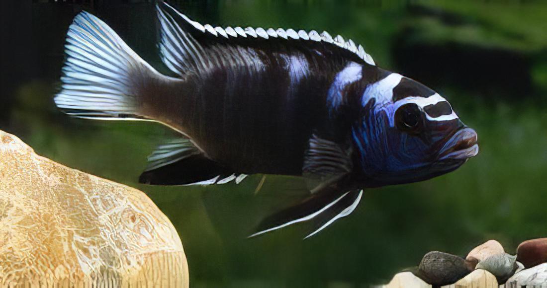 Pseudotropheus Acei White Tail Malawi African Cichlid - Real Aquatics