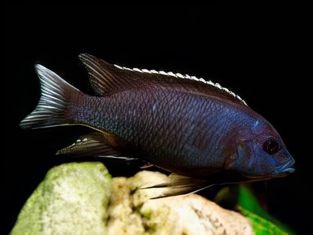 Pseudotropheus Acei White Tail Malawi African Cichlid - Real Aquatics