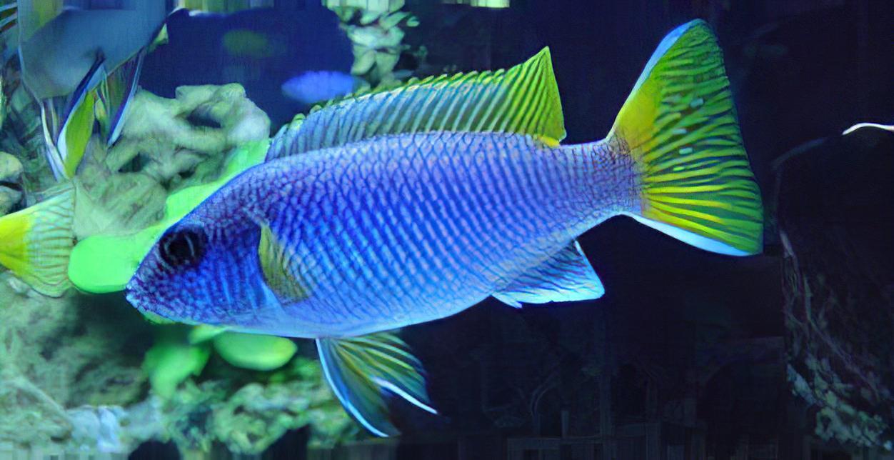 Pseudotropheus Acei Yellow Tail Malawi African Cichlid - Real Aquatics