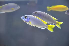 Pseudotropheus Acei Yellow Tail Malawi African Cichlid - Real Aquatics