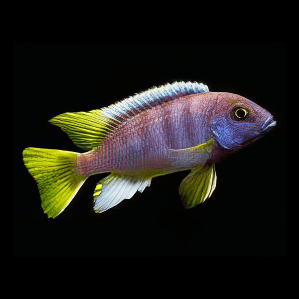 Pseudotropheus Acei Yellow Tail Malawi African Cichlid - Real Aquatics