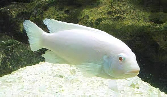 Pseudotropheus Albino Pindani Malawi African Cichlid - Real Aquatics