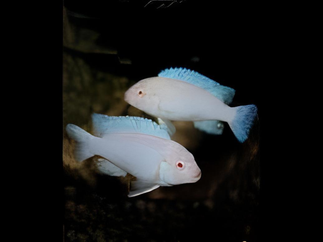 Pseudotropheus Albino Pindani Malawi African Cichlid - Real Aquatics