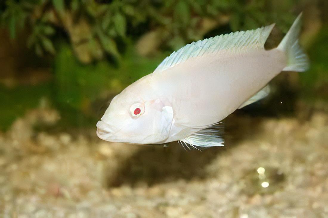 Pseudotropheus Albino Pindani Malawi African Cichlid - Real Aquatics