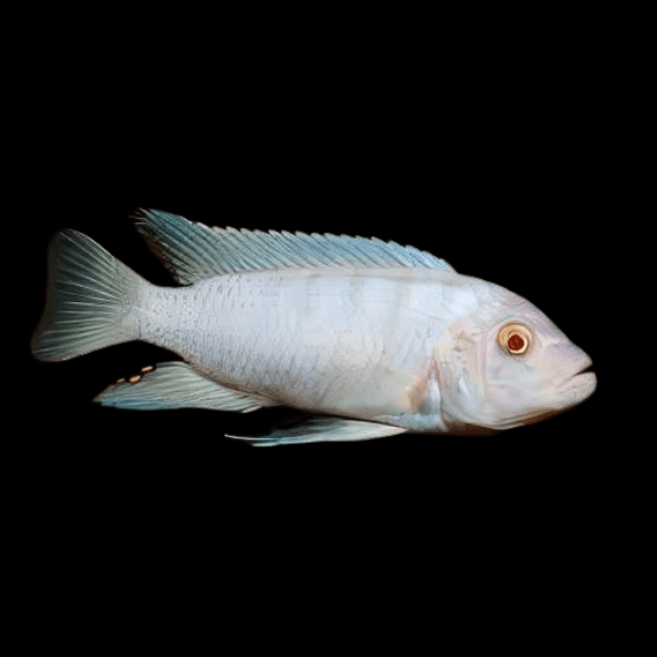 Pseudotropheus Albino Pindani Malawi African Cichlid - Real Aquatics