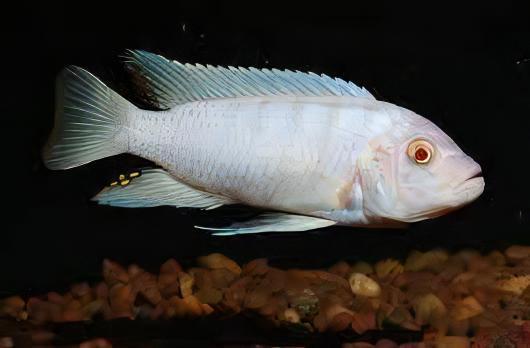Pseudotropheus Albino Pindani Malawi African Cichlid - Real Aquatics