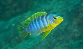 Pseudotropheus Aurora Malawi African Cichlid - Real Aquatics