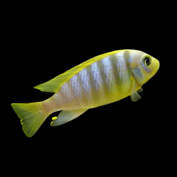 Pseudotropheus Aurora Malawi African Cichlid - Real Aquatics