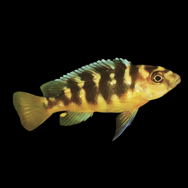 Pseudotropheus Crabro Malawi African Cichlid - Real Aquatics