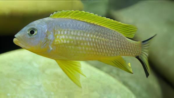Pseudotropheus Daktari Malawi African Cichlid - Real Aquatics