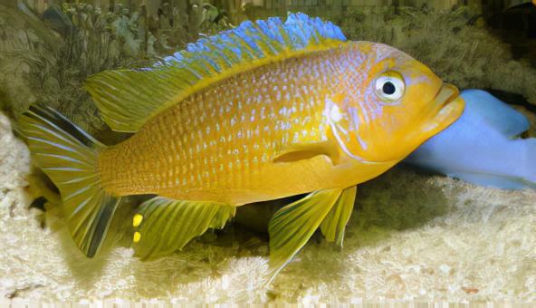 Pseudotropheus Daktari Malawi African Cichlid - Real Aquatics
