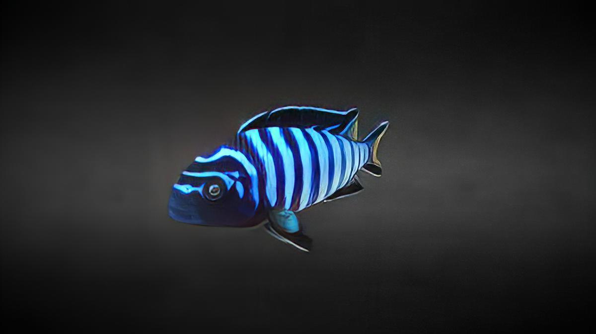 Pseudotropheus Demasoni Malawi African Cichlid - Real Aquatics