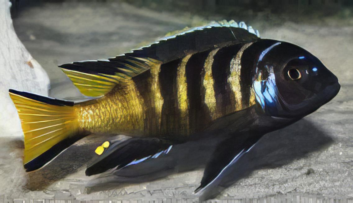 Pseudotropheus Elongatus Chailosi Malawi African Cichlid - Real Aquatics