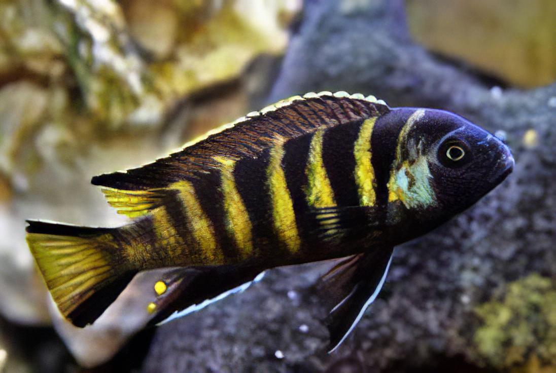 Pseudotropheus Elongatus Chailosi Malawi African Cichlid - Real Aquatics
