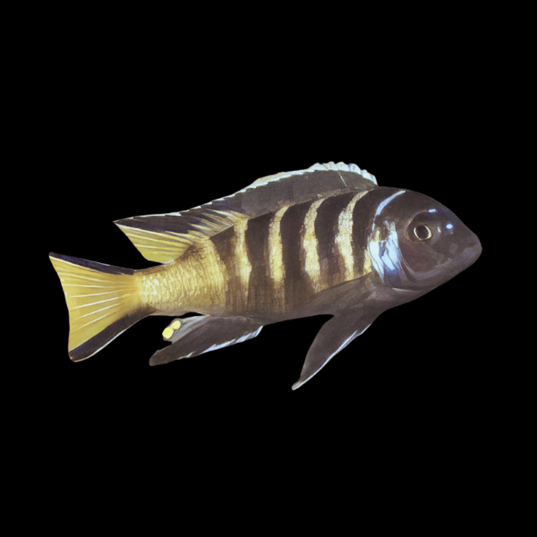Pseudotropheus Elongatus Chailosi Malawi African Cichlid - Real Aquatics