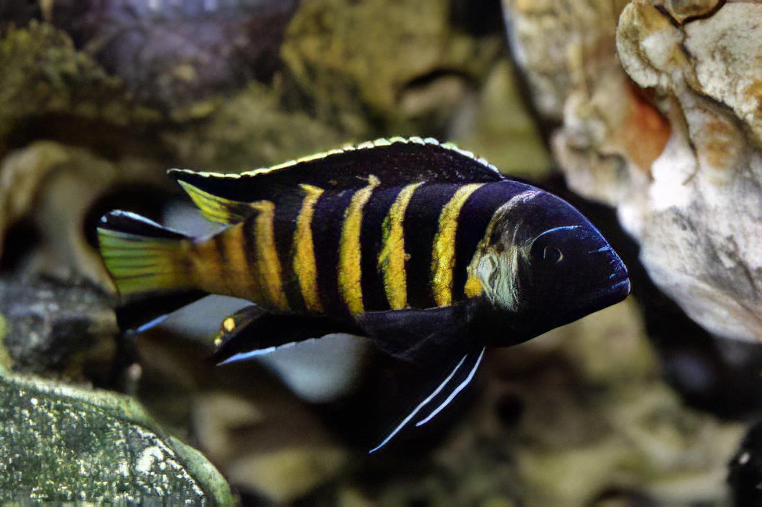 Pseudotropheus Elongatus Chailosi Malawi African Cichlid - Real Aquatics