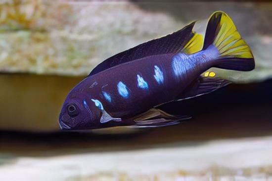 Pseudotropheus Elongatus Chewere Malawi African Cichlid - Real Aquatics