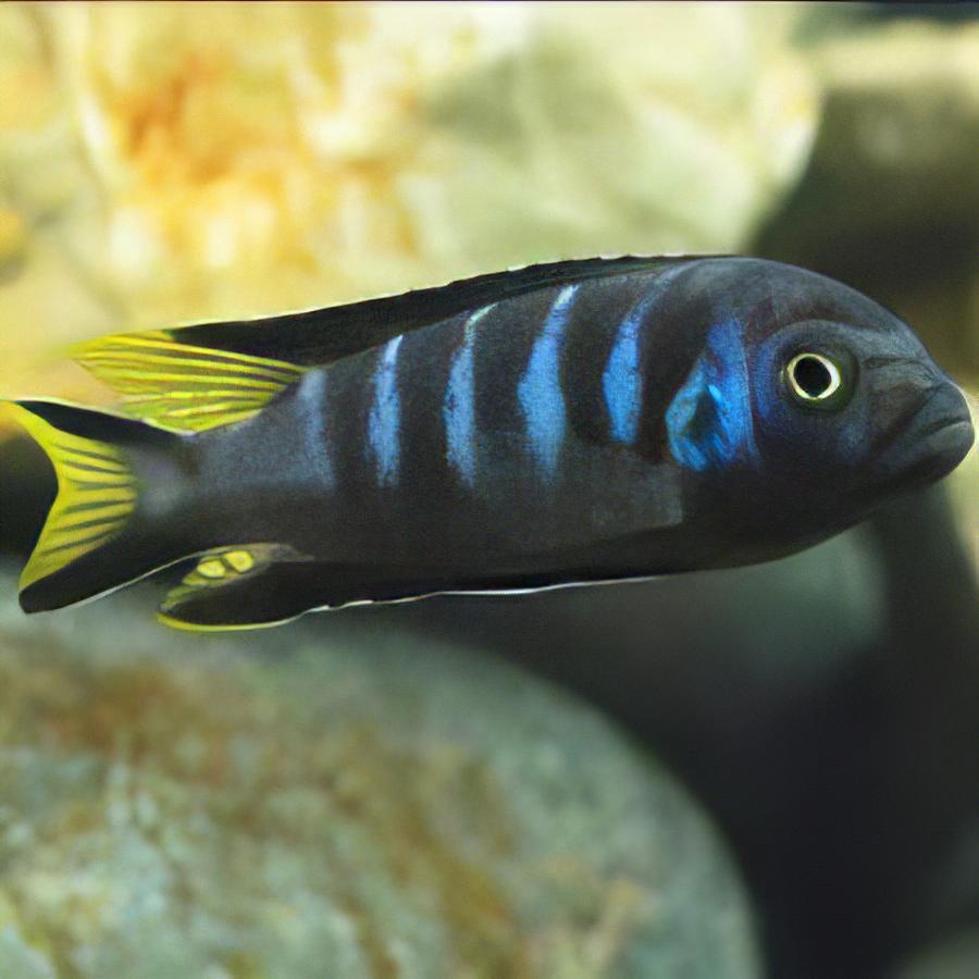 Pseudotropheus Elongatus Chewere Malawi African Cichlid - Real Aquatics