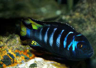 Pseudotropheus Elongatus Chewere Malawi African Cichlid - Real Aquatics