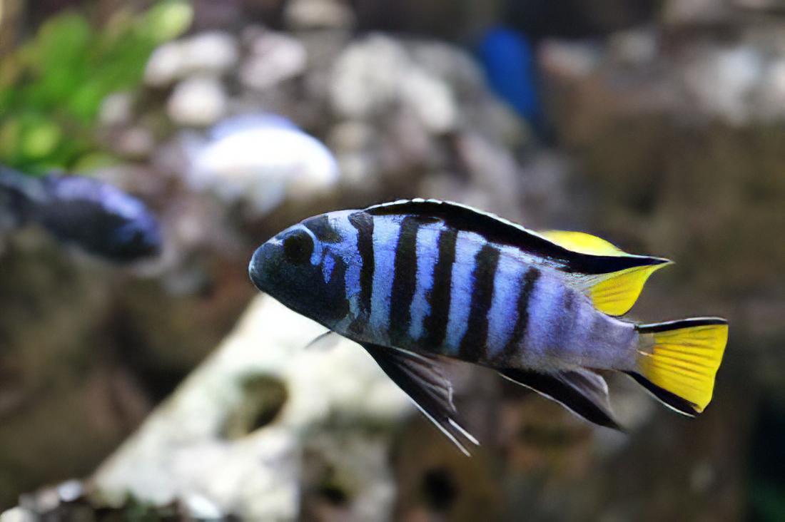 Pseudotropheus Elongatus Mpanga Malawi African Cichlid - Real Aquatics