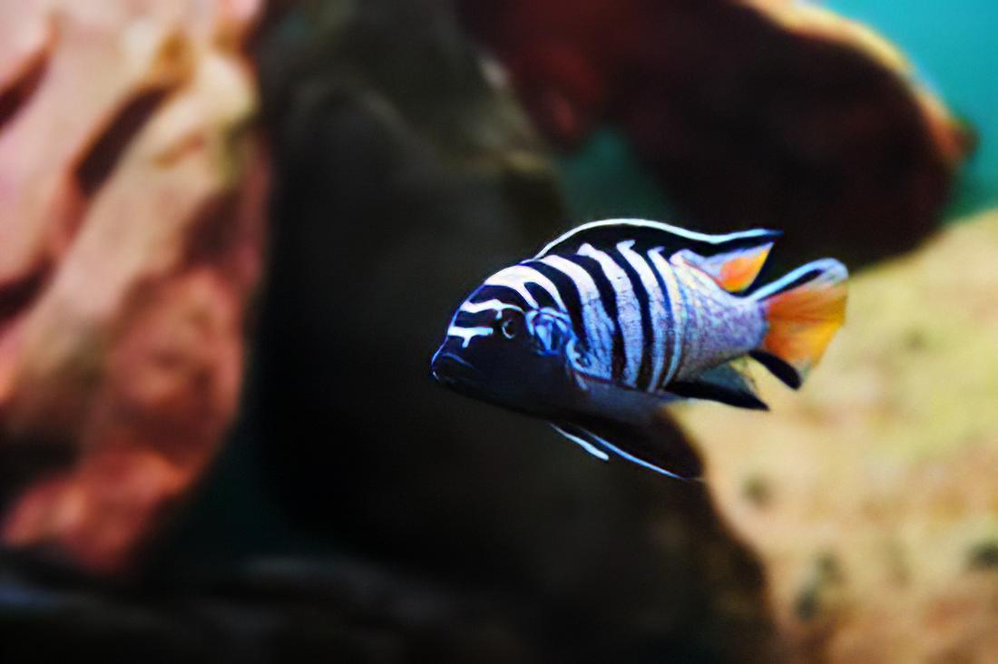 Pseudotropheus Elongatus Mpanga Malawi African Cichlid - Real Aquatics