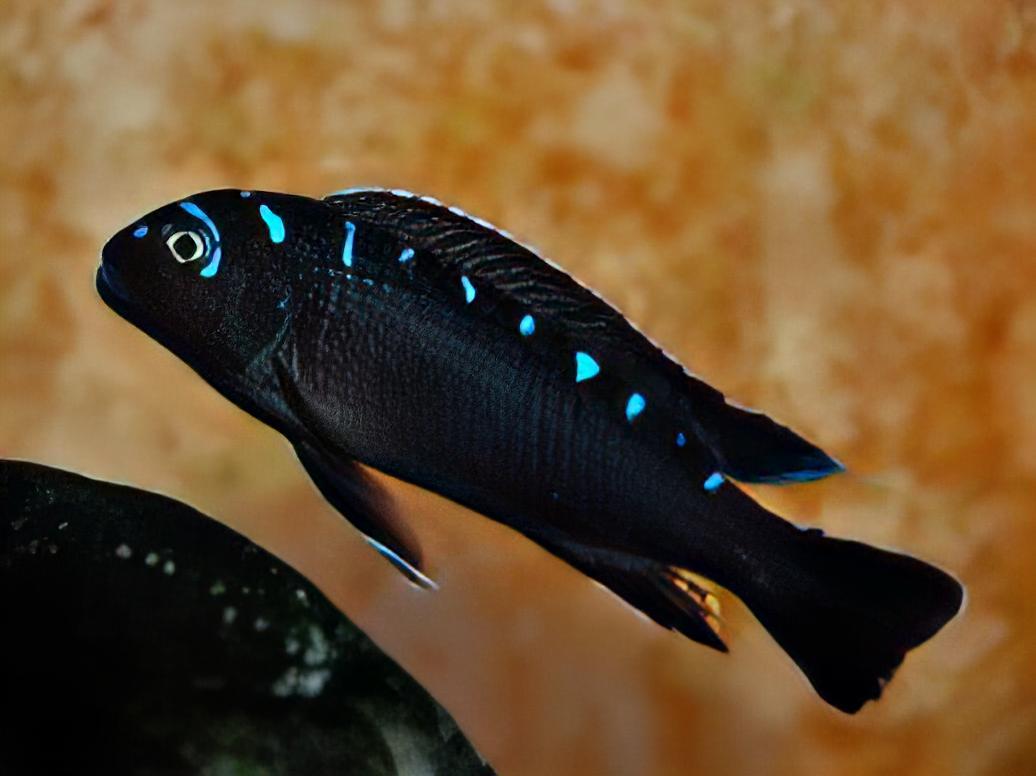 Pseudotropheus Elongatus Neon Spot Malawi African Cichlid - Real Aquatics