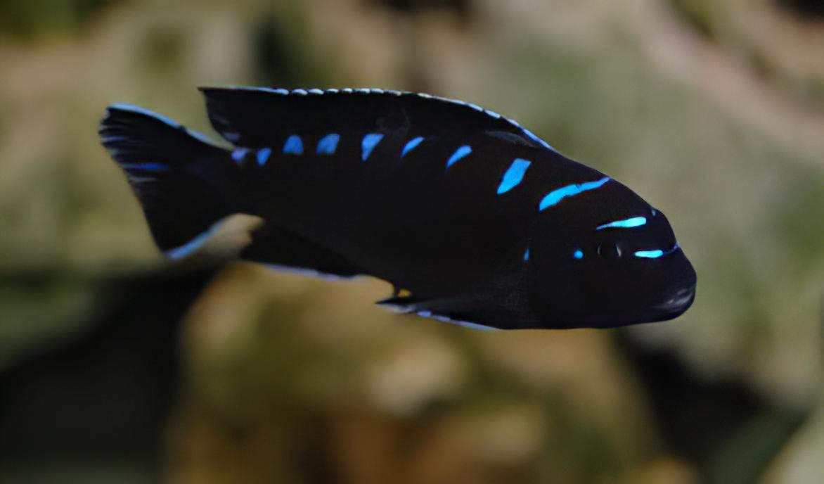 Pseudotropheus Elongatus Neon Spot Malawi African Cichlid - Real Aquatics