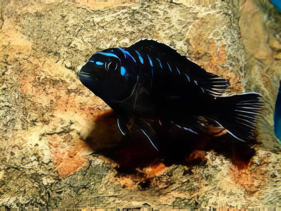 Pseudotropheus Elongatus Neon Spot Malawi African Cichlid - Real Aquatics