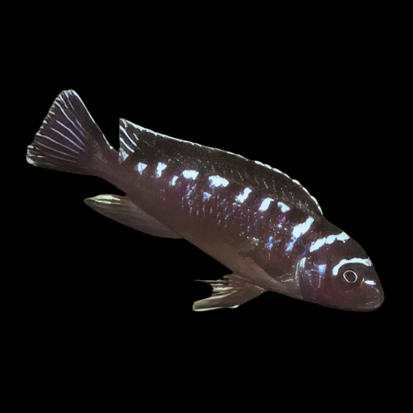 Pseudotropheus Elongatus Neon Spot Malawi African Cichlid - Real Aquatics