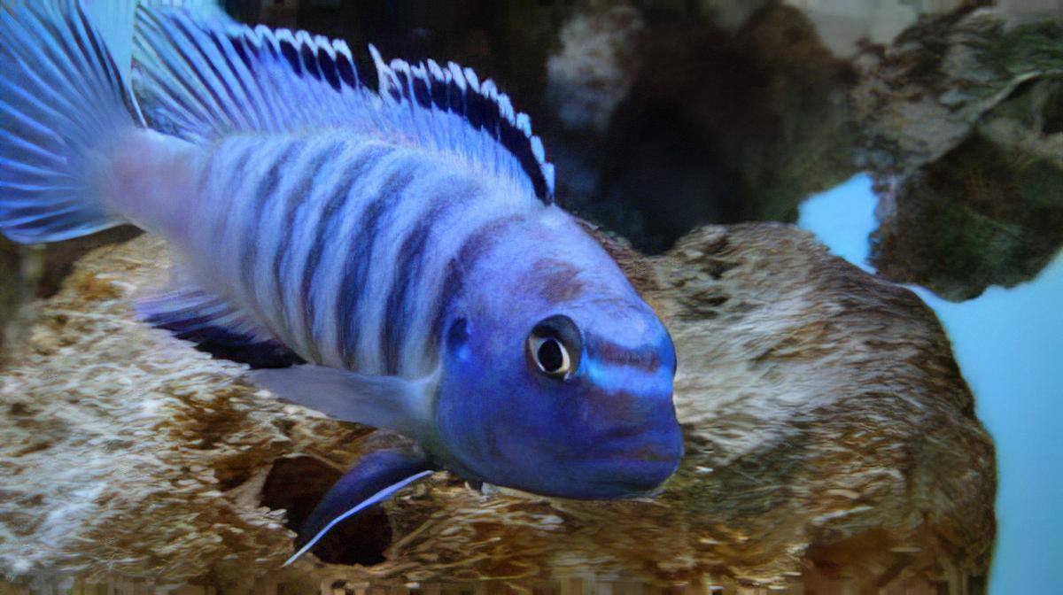 Pseudotropheus Elongatus Ornatus Malawi African Cichlid - Real Aquatics