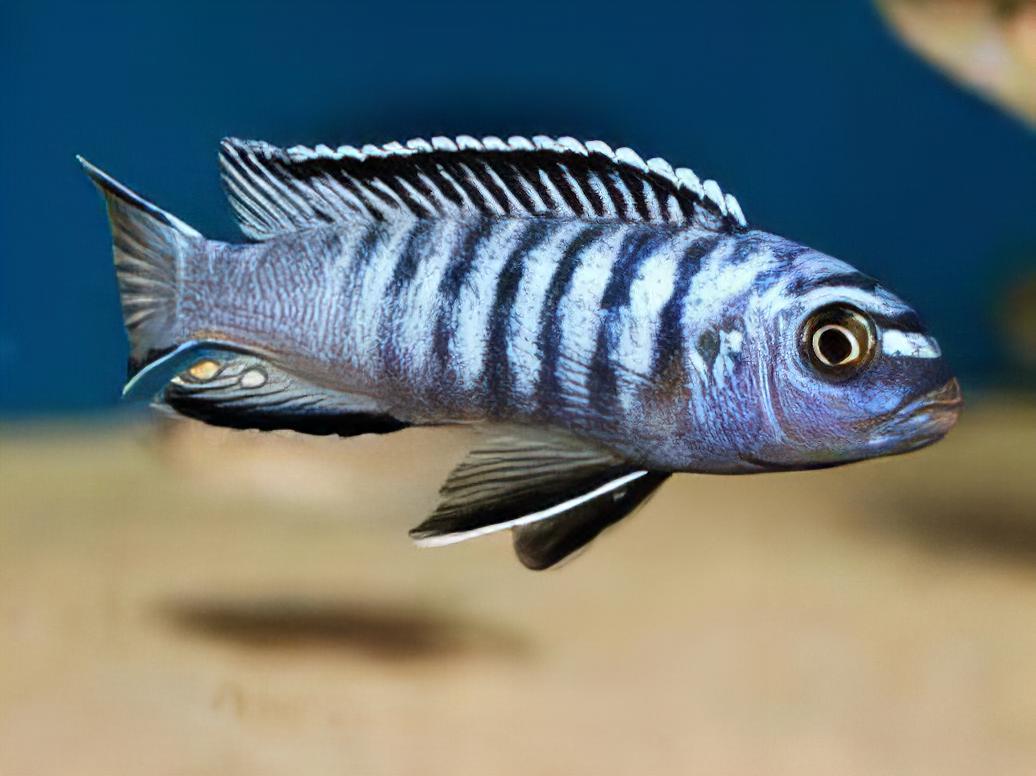 Pseudotropheus Elongatus Ornatus Malawi African Cichlid - Real Aquatics