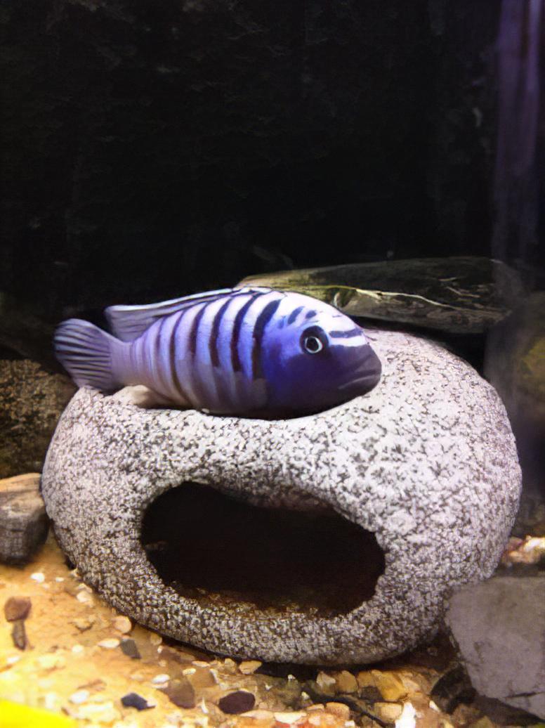 Pseudotropheus Elongatus Ornatus Malawi African Cichlid - Real Aquatics