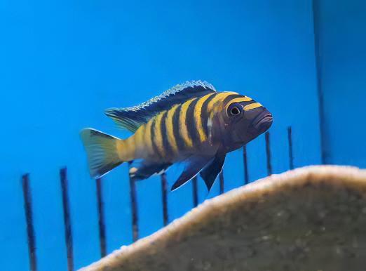 Pseudotropheus Flavus Malawi African Cichlid - Real Aquatics