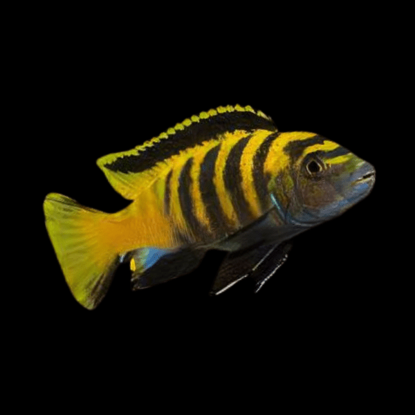 Pseudotropheus Flavus Malawi African Cichlid - Real Aquatics